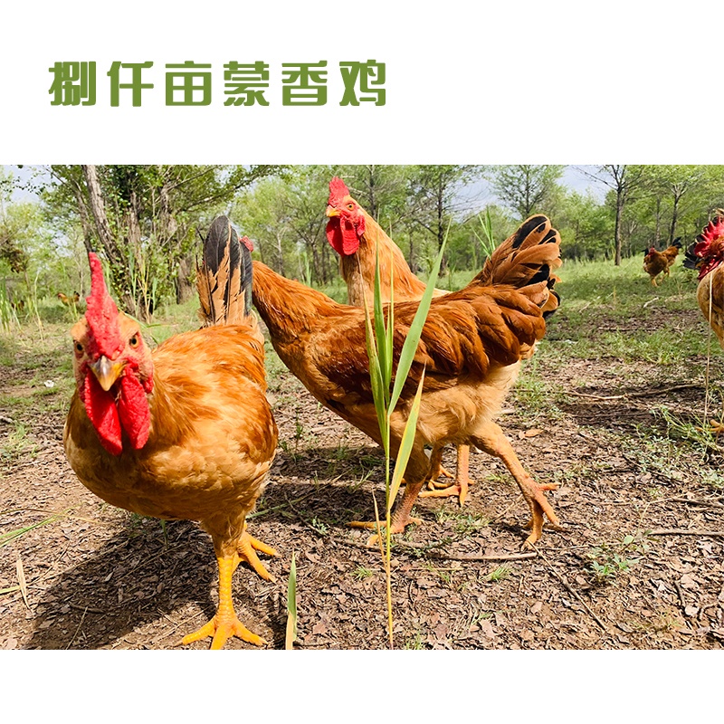 ǪĶ㼦ĸ2-2.5ȫã Ʒװ  հװ ԭ ɼݵ ۳ҰǧĶ